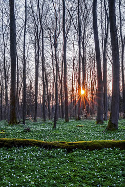 Buchenwald-bei-Sonnenaufgang-bei-Friedrichsbrunn, Sonnenstern, starburst, wandern-im-Harz, Highlight-im-Harz, Harzfoto, Harz-Natur, Canonfoto, Canon, Canon-16-35mm, Harzlandschaft