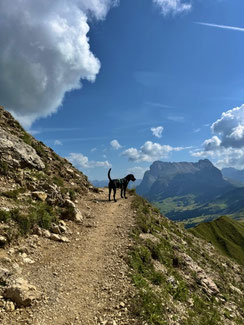 Wandern mit Hund im den Dolomiten - Übernachtung mit Hund auf der Seiser Alm