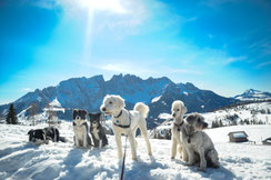  Wandern mit Hund in Südtirol unterwegs Latermar Rosengarten Hundewanderung