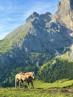 Wandern mit Hund im den Dolomiten - Übernachtung mit Hund auf der Seiser Alm