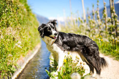 Waalweg mit Hund