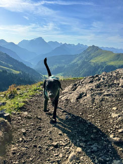 Wandern mit Hund im den Dolomiten - Übernachtung mit Hund auf der Seiser Alm