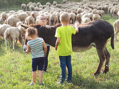 LBV Umweltbildung in Franken Jura Schafe Artenvielfalt