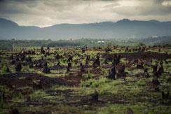 荒れ果てた農地