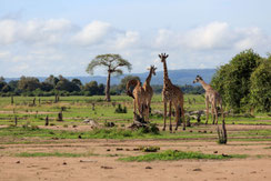 絶滅危惧種（キリン）