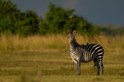 絶滅危惧種（シマウマ）