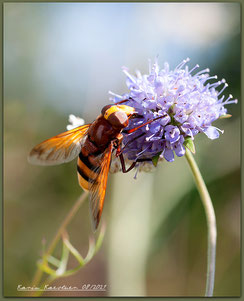 Insekten, Schwebfliege, Hornissenschwebfliege, Hortus habitatus, ©Karin_Kaestner, Naturgarten, Fauna, NRW, ohne_Gift, Pestizidfrei