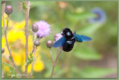 Insekten, Holzbiene, Xylocopa, Hortus habitatus, ©Karin_Kaestner, Naturgarten, Fauna, NRW, ohne_Gift, Pestizidfrei