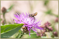 Blattschneider-Biene