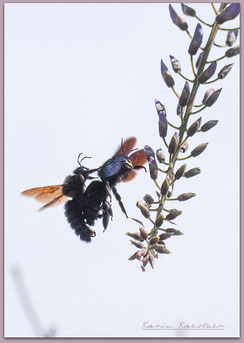 Insekten, Holzbiene, Xylocopa, Paarung, Wildbienen,Hortus habitatus, ©Karin_Kaestner, Naturgarten, Fauna, NRW, ohne_Gift, Pestizidfrei