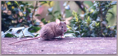 Maus, Hortus habitatus, ©Karin_Kaestner, Naturgarten, Fauna, NRW, ohne_Gift, Pestizidfrei