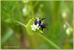 Andrena, Wildbienen, Insekten, Hortus habitatus, ©Karin_Kaestner, Naturgarten, Fauna, NRW, ohne_Gift, Pestizidfrei