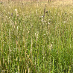 Groen gras, dat meebeweegst met de wind, een grasveld om te aaien.
