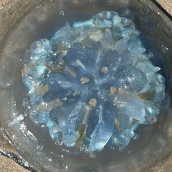 Een zachtblauwe kwal is aangespoeld op het strand. Prachtige zachte structuren, zandkorreltjes op zijn lichaam, met daarop zandkorrels. Maar vergis je niet, je kan je er nog lelijk aan branden, als er op gaat staan.