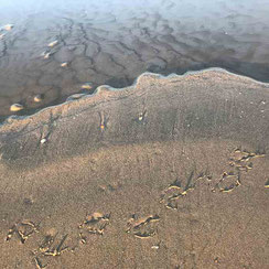 Een zandbank, net iets hoger dan het zeewater, en een vogelspoor in het zand