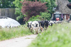 Kühe auf dem Weg zur Weide