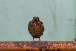 junge Amsel