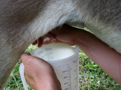 le bon lait d'ânesse naturel