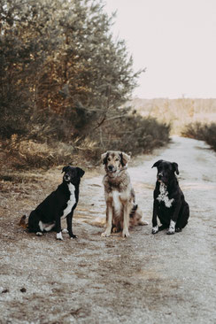 Hundefotografie Bergisch Gladbach, Köln, NRW