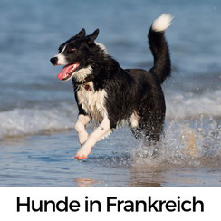 Hundehaltung in Frankreich