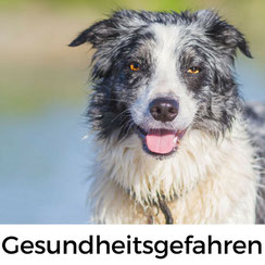 Gesundheitsgefahren für Hunde in der Normandie