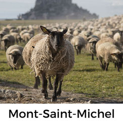 Mont-Saint-Michel, Normandie, Urlaub mit Hund