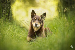Photographe spécialisée chien et animaux de compagnie près de Limoges.