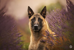 Portrait artistique de chien en extérieur en Haute Vienne