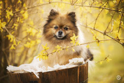 Photographe spécialisée chien et animaux de compagnie près de Guéret.