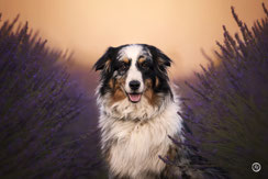 Photographe spécialisée chien et animaux de compagnie près de Périgueux