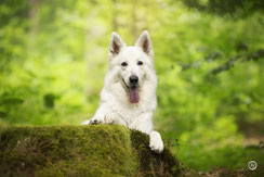 Photographe spécialisée chien et animaux de compagnie près de Périgueux