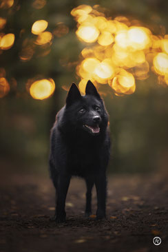 Séance photo canine artistique à Limoges.