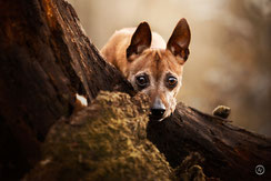 Photographe canin en Creuse