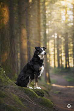 Séance photo canine artistique à Brive