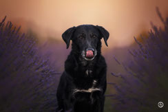 Photographe spécialisée chien et animaux de compagnie près de Limoges.