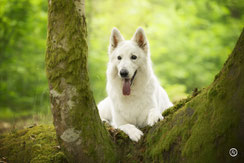 Photographe canin à Brive dans la forêt