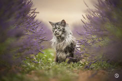 Photographe spécialisée animaux de compagnie: séance photo de chat à Limoges.