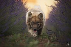 Photographe spécialisée chien et animaux de compagnie près de Brive.