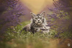 Photographe spécialisée animaux de compagnie: séance photo de chat à Limoges.