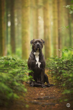 Photographe canin à Brive