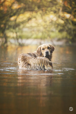 Séance photo canine artistique à Limoges.
