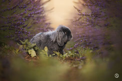 Photographe spécialisée animaux de compagnie: séance photo de lapin à Limoges.