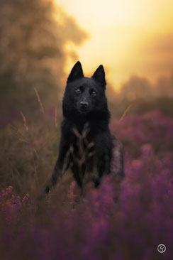 Photographe canin à Brive