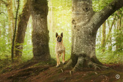Photographe spécialisée chien et animaux de compagnie près de Brive
