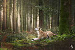 Portrait artistique de chien en extérieur en Charente