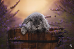 Photographe spécialisée animaux de compagnie: séance photo de lapin à Limoges.
