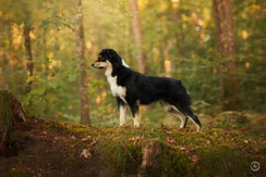 Photographe canin à Limoges