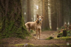 Photographe canin à Limoges dans la forêt