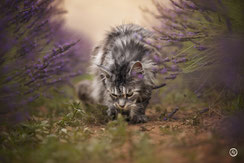 Photographe spécialisée animaux de compagnie: séance photo de chat à Limoges.
