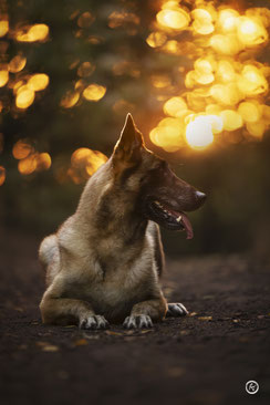 Séance photo canine artistique à Limoges.